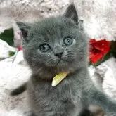 スコティッシュフォールド(立ち耳)