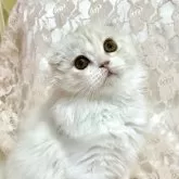 スコティッシュフォールド(折れ耳)