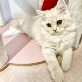 スコティッシュフォールド(立ち耳)【北海道・男の子・2025年7月28日・クリームタビー&ホワイト】の写真3「僕、ちょっとだけビビりなの」