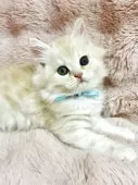 スコティッシュフォールド(立ち耳)【北海道・男の子・2025年7月28日・クリーム&ホワイト】の写真5