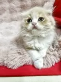 スコティッシュフォールド(折れ耳)【北海道・男の子・2025年7月24日・クリーム&ホワイト】の写真6