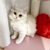 スコティッシュフォールド(立ち耳)【北海道・男の子・2025年7月28日・クリームタビー&ホワイト】の写真6「毛並みが素敵な癒し系です♪」