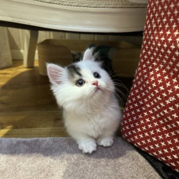 ミヌエット(短足)【大阪府・男の子・2024年2月12日・ブラウンタビー&ホワイトバン（セミロング）】の写真「遺伝子検査⚪︎可愛いお顔」