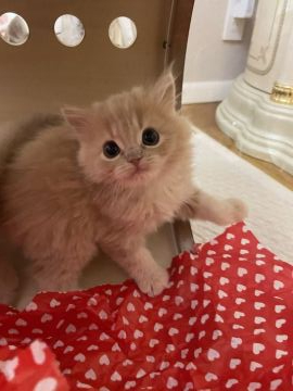 マンチカン(長足)【大阪府・男の子・2019年11月2日・クリームタビー（セミロング〜ロング）】の写真「アイドル猫ベビ♪パパWチャンピオン！全種遺伝子検査」