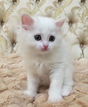 マンチカン【大阪府・女の子・2017年4月12日・カメオタビー（セミロング）】の写真「アイドル猫のベビ♪」