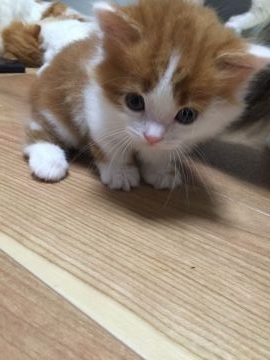 マンチカン【大阪府・男の子・2017年4月12日・レッドタビー&ホワイト（セミロング）】の写真「アイドル猫のベビ♪短足イケメン！」