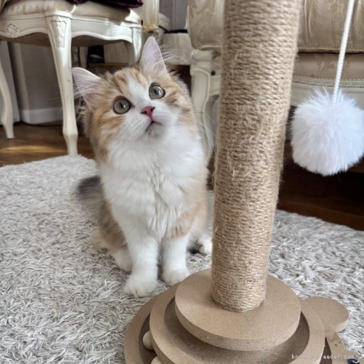 R.T 様のお迎えした子猫