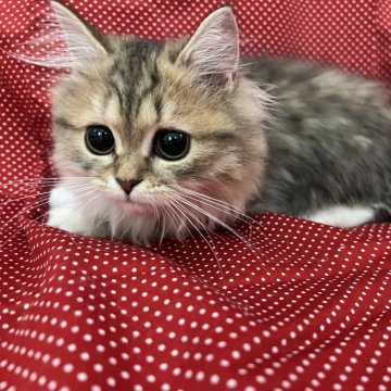 ミヌエット(短足)【大阪府・女の子・2025年3月31日・ブラウンタビー&ホワイト（セミロング）】の写真「パパはアイドル猫！短足♡ミヌエット」