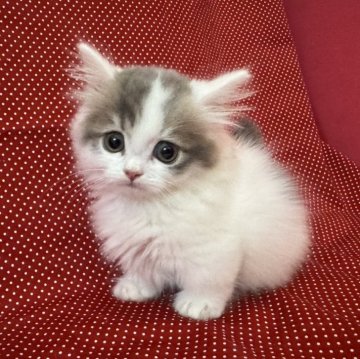 ミヌエット(短足)【大阪府・女の子・2025年9月12日・ブルータビー&ホワイト（セミロング）】の写真「げきかわ♡ミヌエット　極短足　人気毛色！　アイドル」