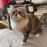ミヌエット(長足)