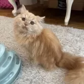 ミヌエット(長足)