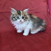 ミヌエット(長足)