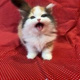 ミヌエット(短足)
