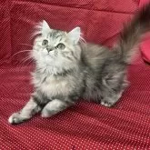 ミヌエット(長足)【大阪府・女の子・2025年4月2日・ブラウンパッチドタビー】の写真4