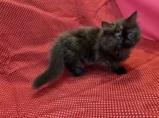 ミヌエット(短足)【大阪府・女の子・2025年6月12日・トーティシェル(正式な名称は変わる可能性あり)】の写真8