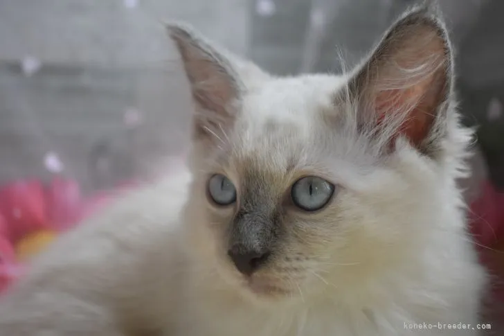 ID:2107-01558の子猫