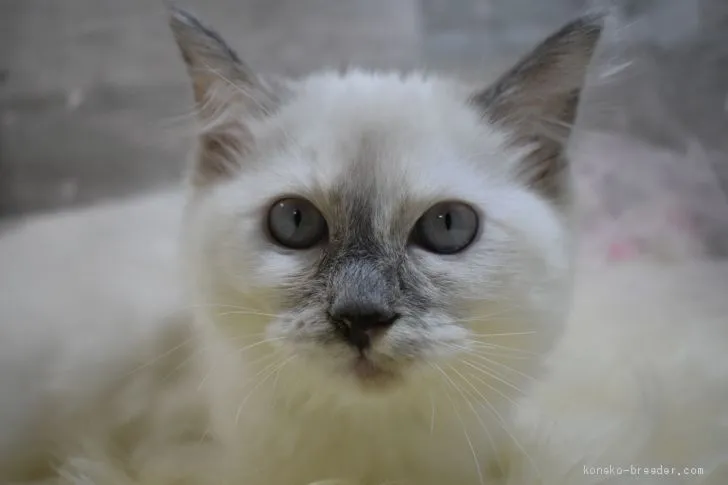 ID:2012-00609の子猫