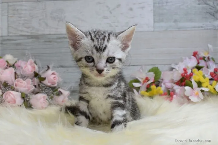 ID:2003-01218の子猫