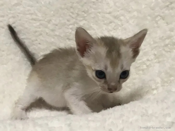 ID:1704-00858の子猫