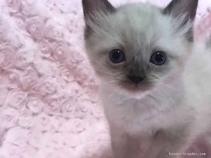 ID:1703-00966の子猫