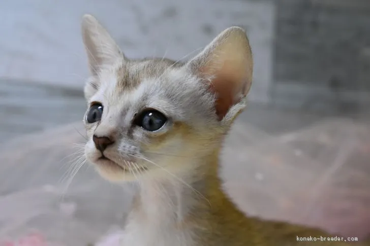 ID:2008-01445の子猫