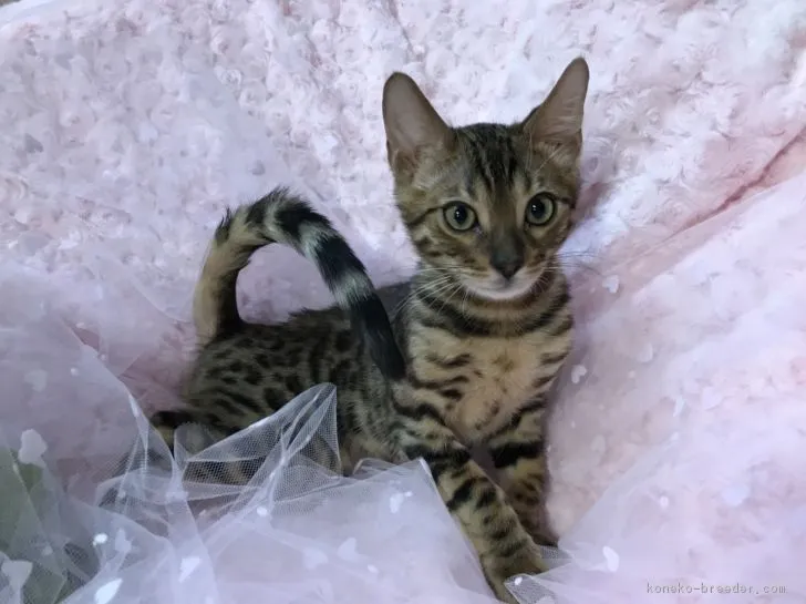 ID:1803-00905の子猫