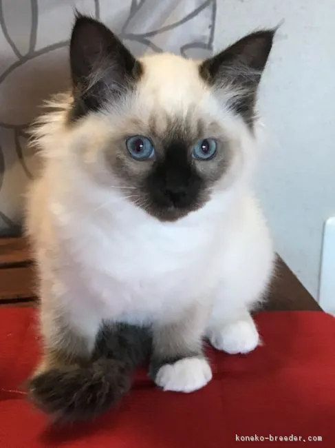 白足袋 様のお迎えした子猫