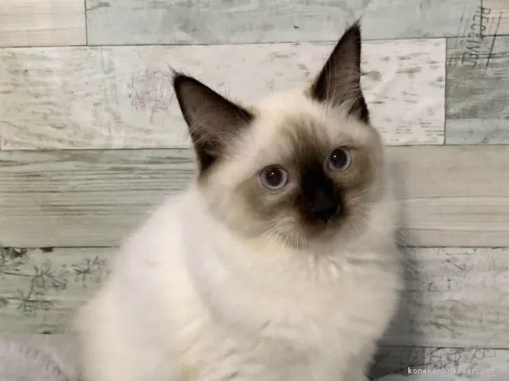 ID：1902-00371の子猫