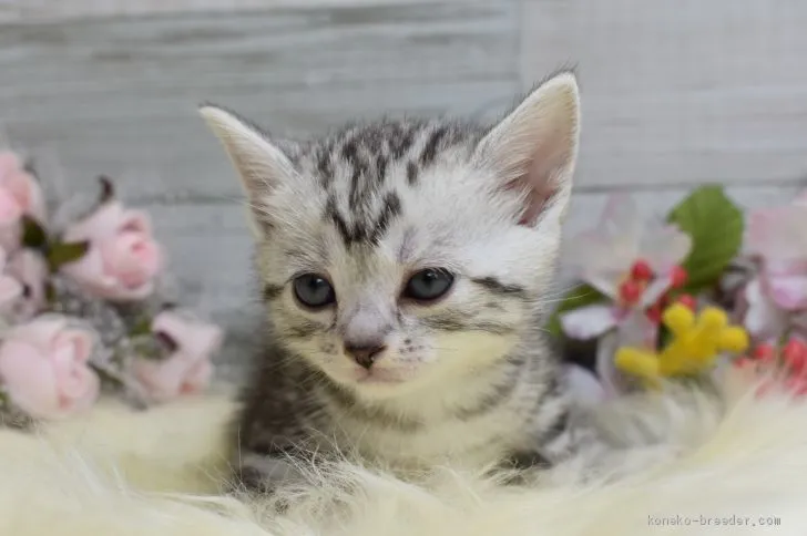 ID:2003-01219の子猫