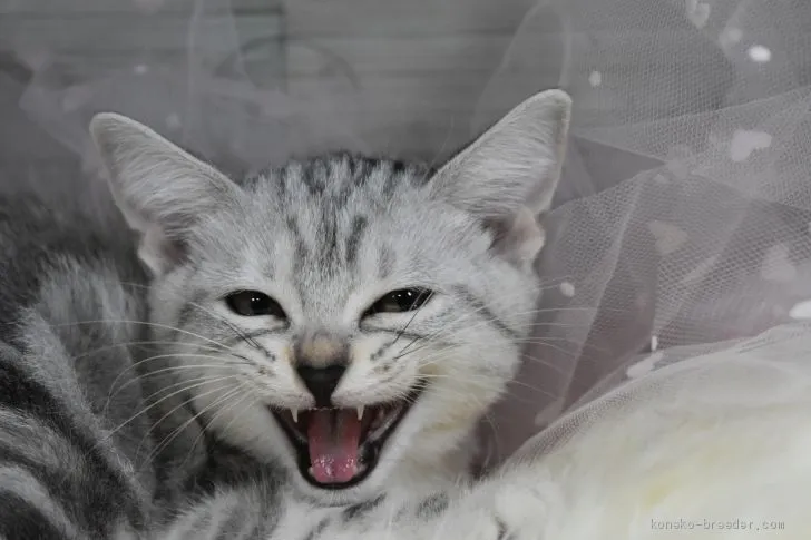 ID：2009-00056の子猫