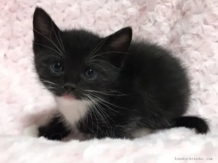 ID:1702-00424の子猫