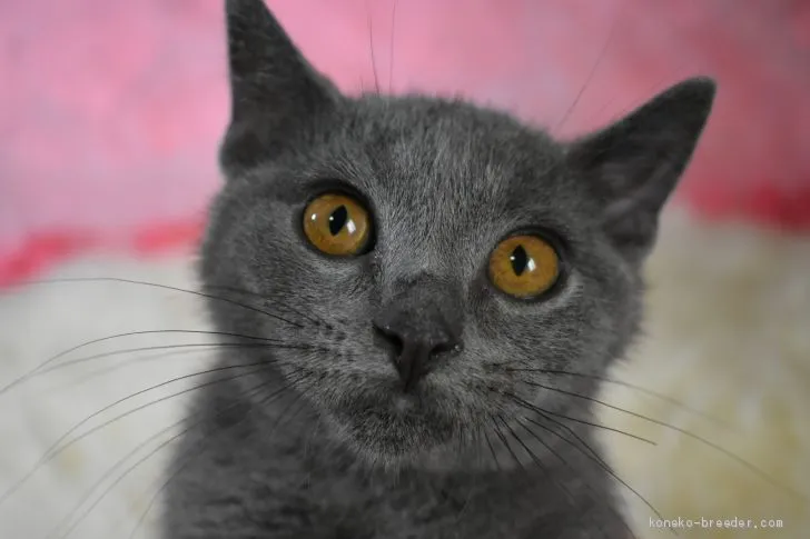 ID:2004-00376の子猫