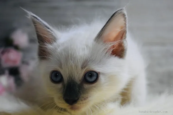 ID：2005-00643の子猫