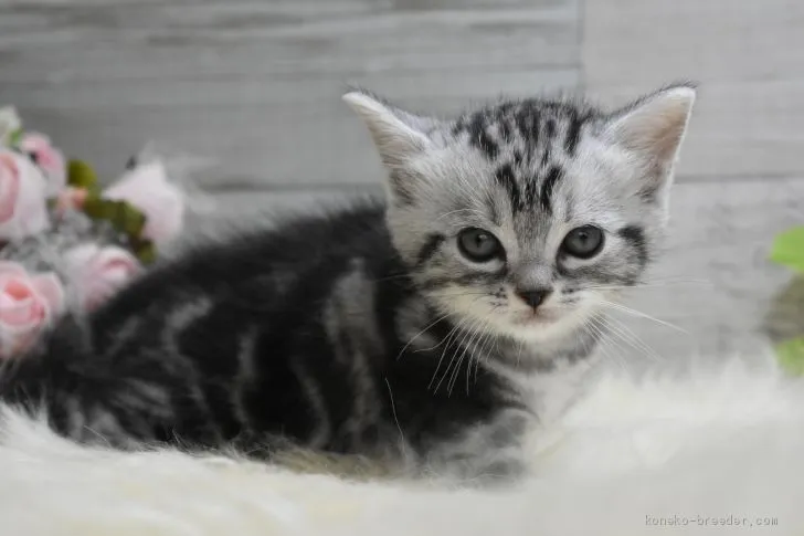 ID：2004-01173の子猫