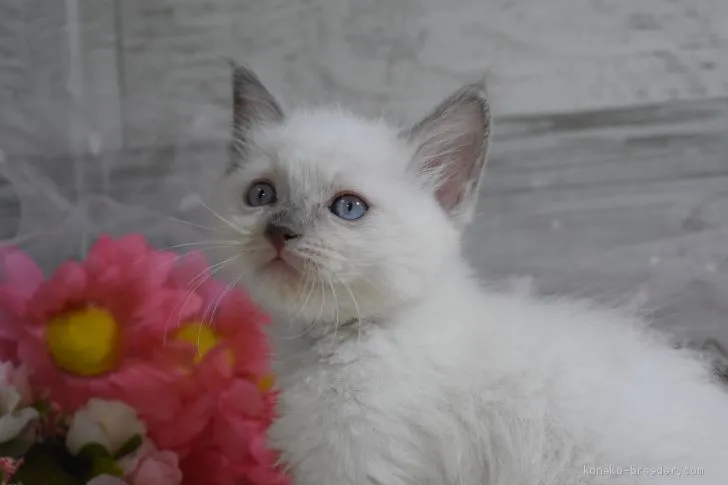 ID:2008-01428の子猫