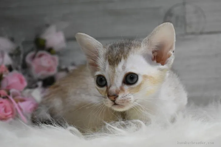 ID：2005-00642の子猫