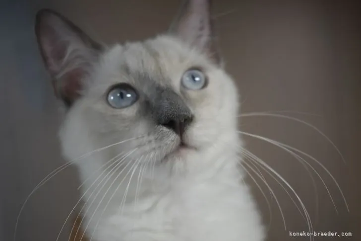 ID:2104-01752の子猫