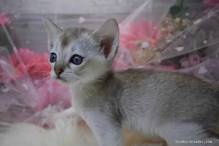 ID：2103-01163の子猫