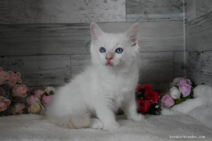 ID:1904-01545の子猫