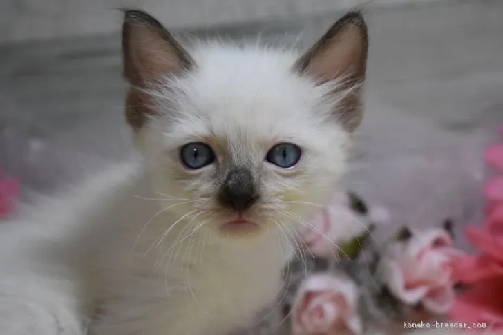 ID：2008-01423の子猫