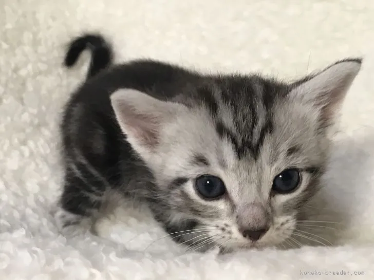 ID:1704-01149の子猫