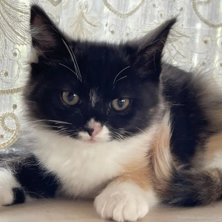 ID:2310-00453の子猫