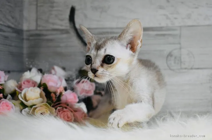ID:2005-00641の子猫