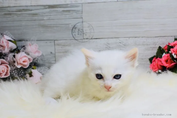 ID:2003-00670の子猫