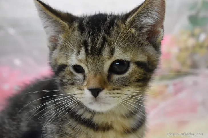 ID：2105-01074の子猫