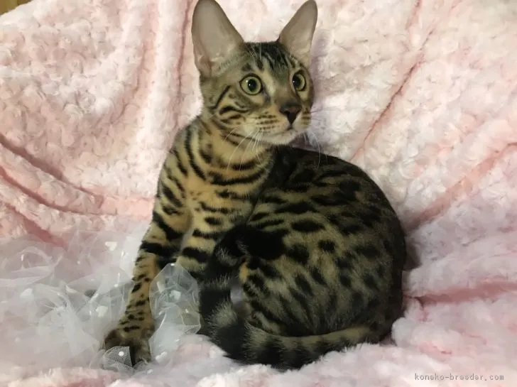 ID:1803-00151の子猫