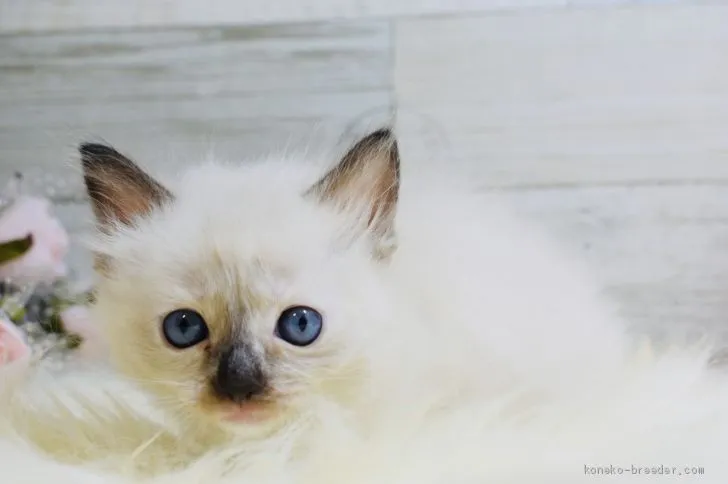ID:2003-00673の子猫