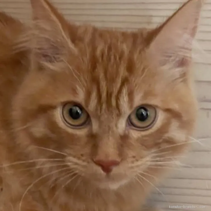 S.Y 様のお迎えした子猫
