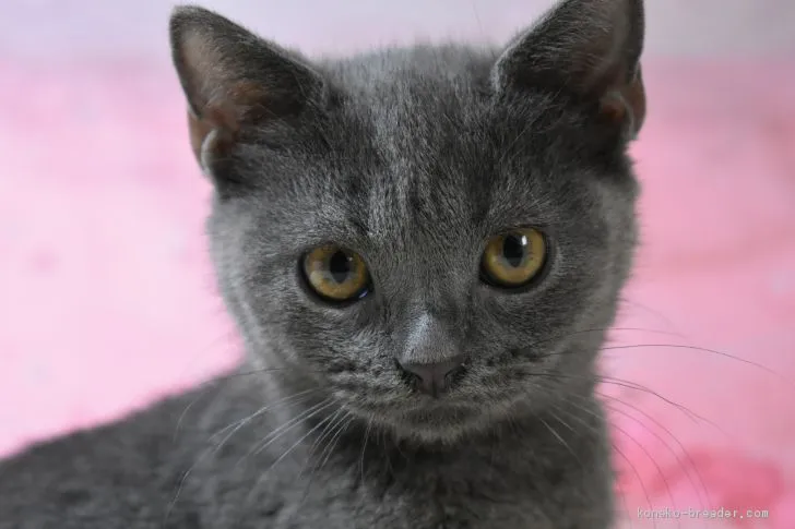 ID：2004-00377の子猫