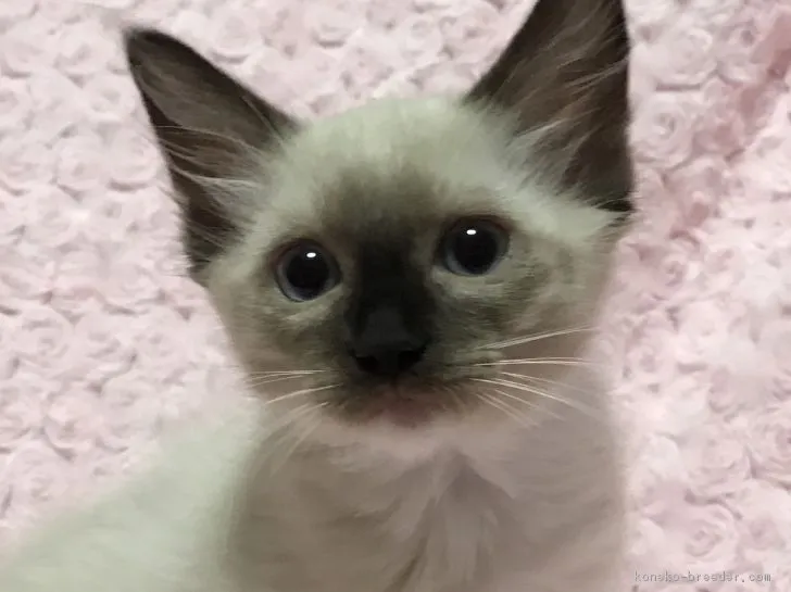 ID：1705-00207の子猫